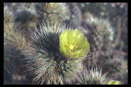 Image of Wiggins' cholla