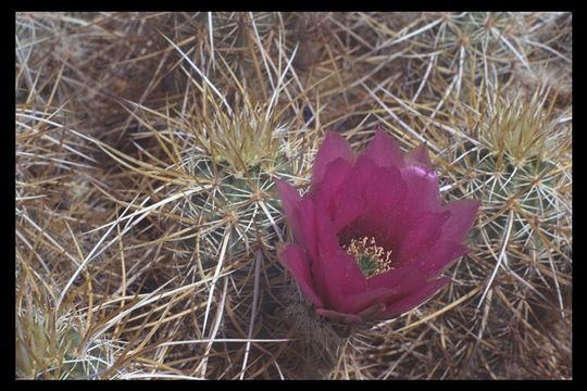 Image de Echinocereus engelmannii (Parry ex Engelm.) Lem.