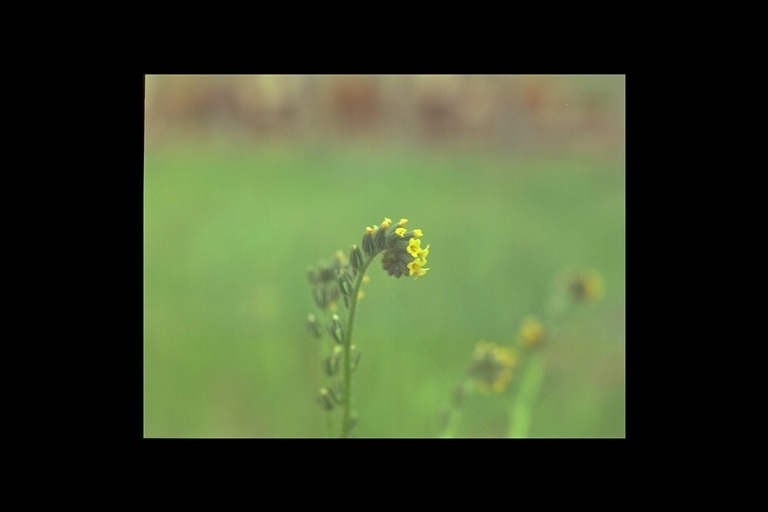 Image of fiddleneck