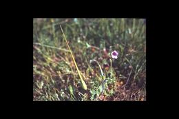 Imagem de Erodium botrys (Cav.) Bertol.