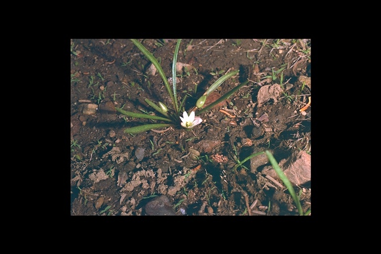 Image of alpine lewisia