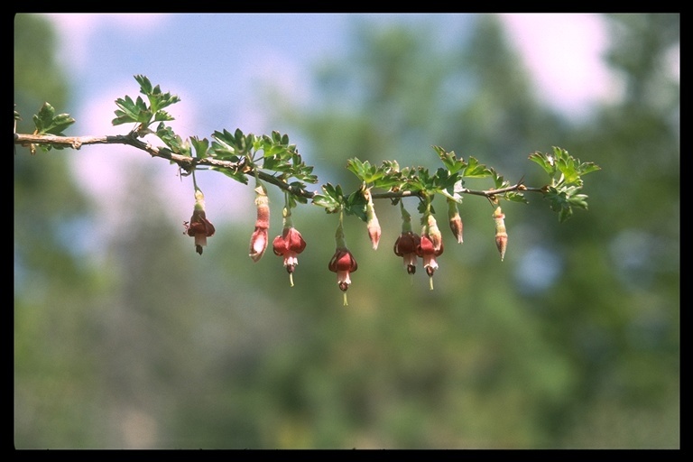 Image of Sierra gooseberry