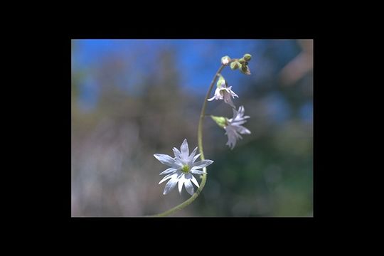 Image of bulbous woodland-star