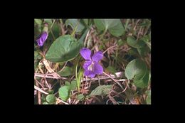 Image of northern bog violet