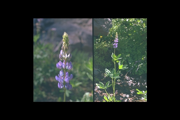 Image of largeleaf lupine