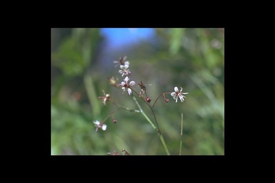 Sivun Micranthes odontoloma (Piper) A. A. Heller kuva