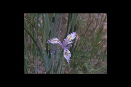 Image of rainbow iris