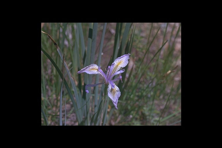 Image of rainbow iris