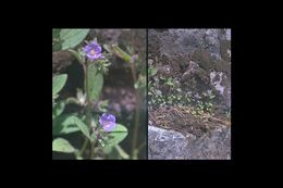 Image of low phacelia