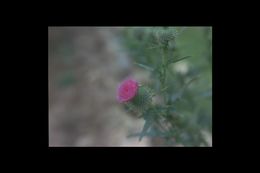 Image of Spear Thistle