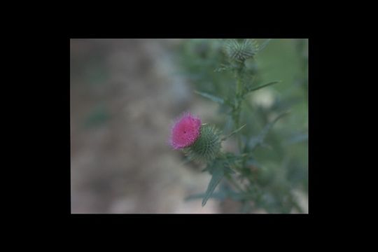 Image of Spear Thistle