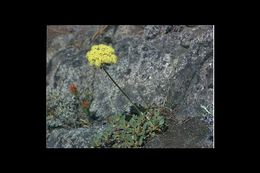 Image of sulphur-flower buckwheat