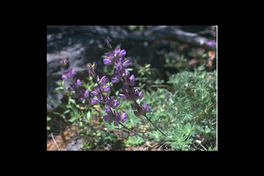 Plancia ëd Lupinus grayi S. Watson