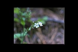 Image of manyflower stickseed