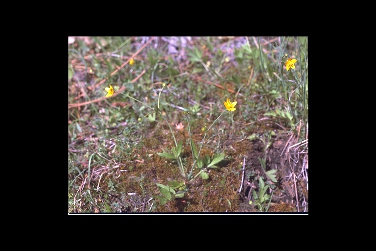 Image of straightbeak buttercup