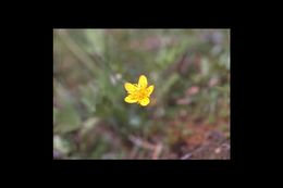 Image of straightbeak buttercup