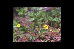 Image de Viola purpurea var. integrifolia (Baker & Clausen) J. T. Howell