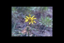 Imagem de Helianthella californica subsp. nevadensis (Greene) W. A. Weber