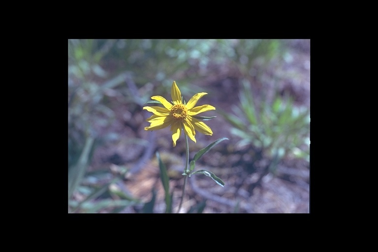 Image of Nevada helianthella