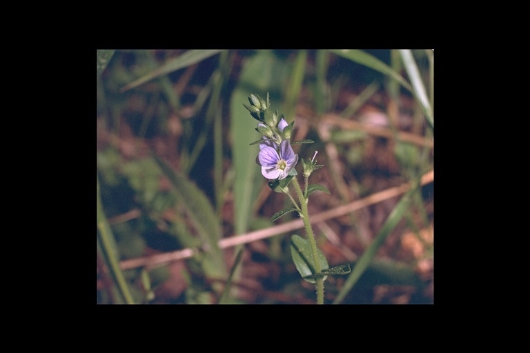 Image of thymeleaf speedwell