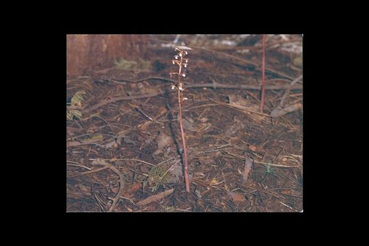 Image of Spotted coralroot