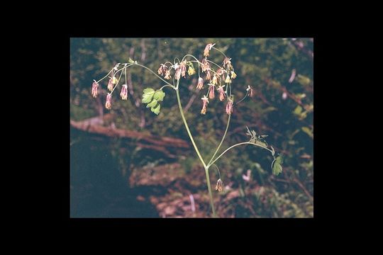 Image of Fendler's meadow-rue