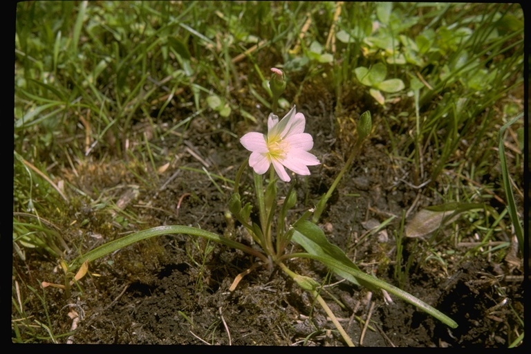 Image of Nevada lewisia