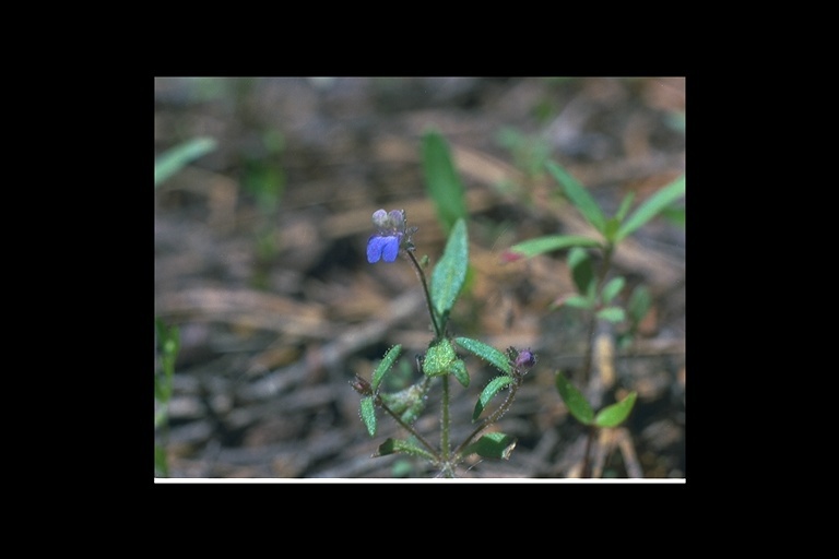 Image of maiden blue eyed Mary