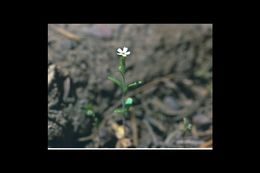 Image of slender phlox