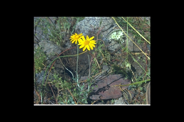 Image of common woolly sunflower