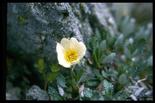 صورة <i>Dryas octopetala</i> var. <i>hookeriana</i>