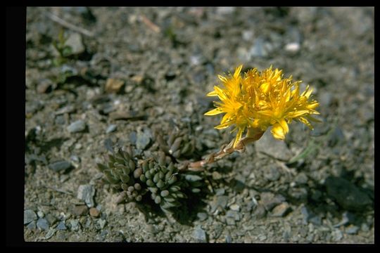 Image of wormleaf stonecrop