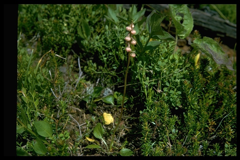 Image of common wintergreen