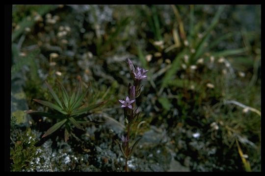 Image de Gentianella amarella subsp. acuta (Michx.) Gillett