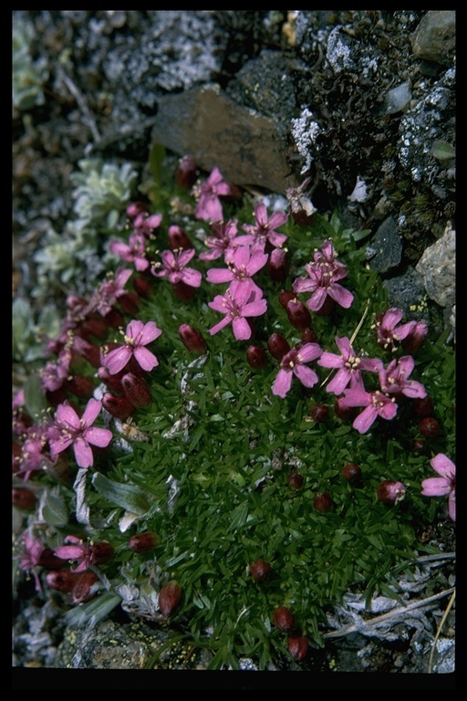 Silene acaulis (L.) Jacq.的圖片