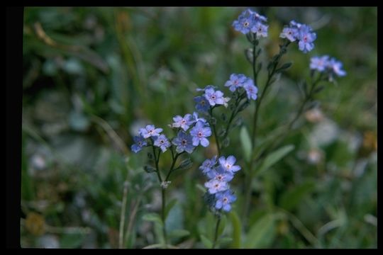 Image of Alpine forget-me-not