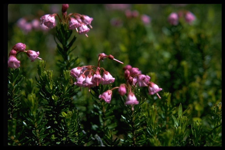 Image of pink mountainheath