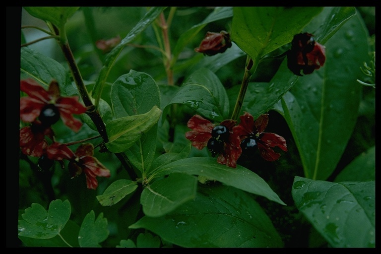 Image of twinberry honeysuckle