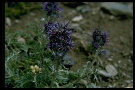 Image of silky phacelia