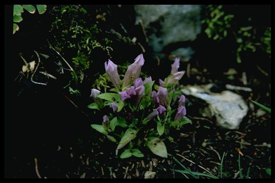 Image of Four-Part Dwarf-Gentian