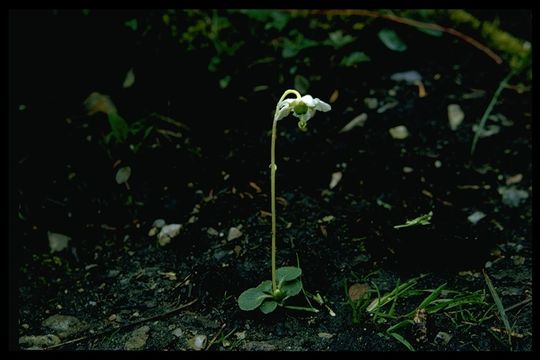 Слика од Moneses uniflora (L.) A. Gray