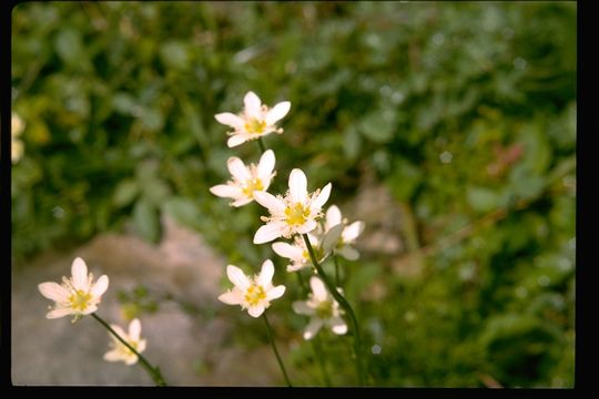 Image of fringed grass of Parnassus