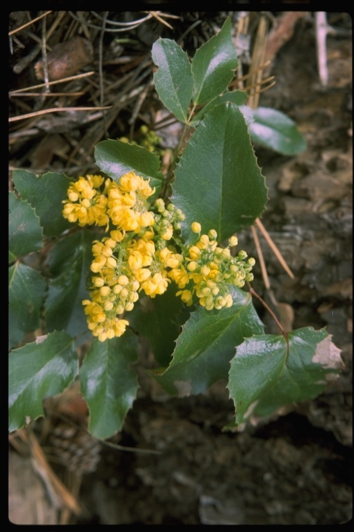 Plancia ëd <i>Berberis aquifolium</i> var. <i>repens</i>