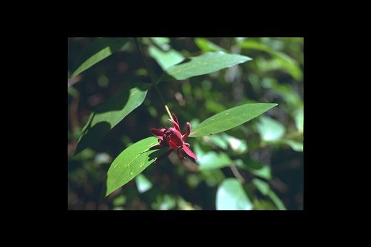 Image of western sweetshrub