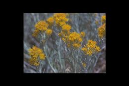 Image of Ericameria nauseosa var. speciosa (Nutt.) G. L. Nesom & G. I. Baird