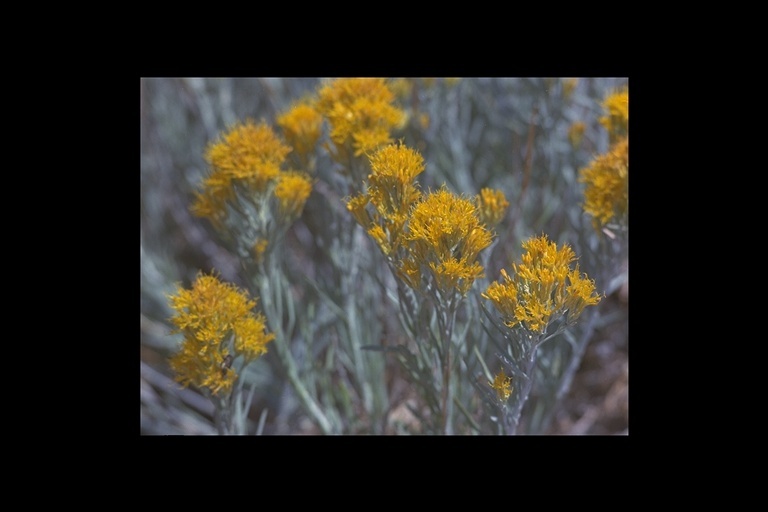 Image of Ericameria nauseosa var. speciosa (Nutt.) G. L. Nesom & G. I. Baird