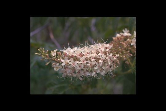 Aesculus californica (Spach) Nutt. resmi