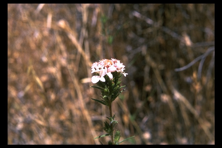 Image of sticky western rosinweed