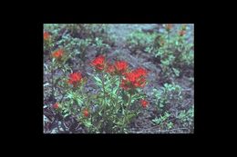 Image of wavyleaf Indian paintbrush