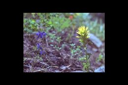 Image of wavyleaf Indian paintbrush